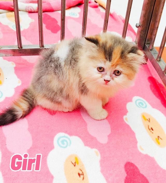 น้องเปอร์เซียพร้อมย้ายบ้านครับ 14