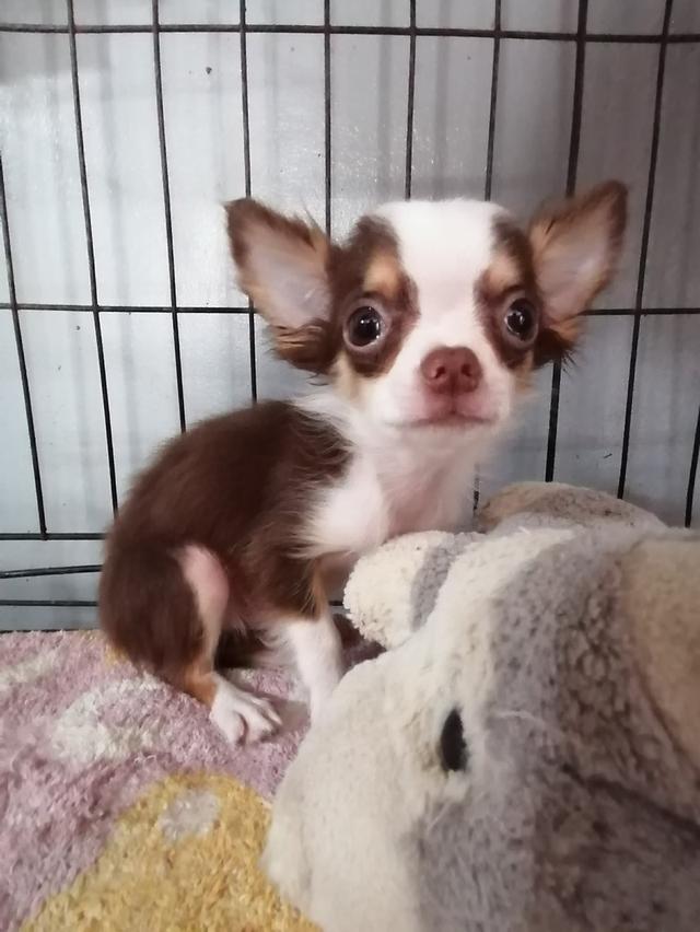 ชิวาว่าเเท้ขนยาว สีช็อค เพศผู้ พร้อมย้าย