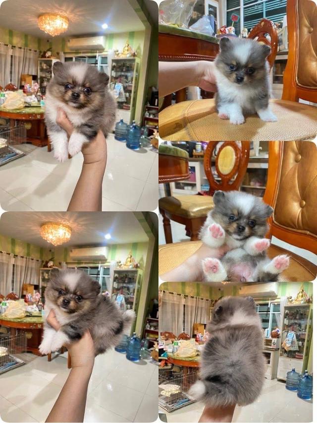 ปอมเมอเรเนียนแท้ พร้อมย้ายบ้าน 9