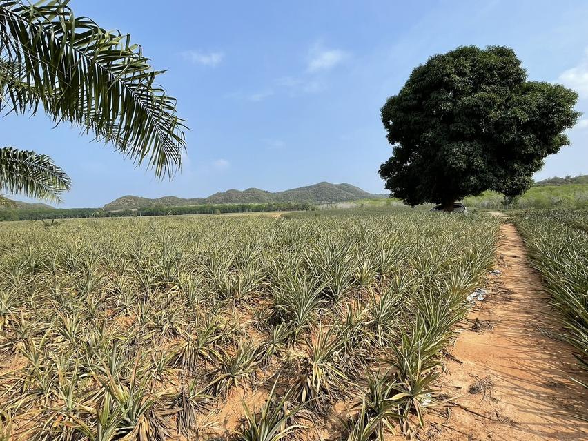 ขายที่ดิน ประจวบคีรีขันธ์ 2