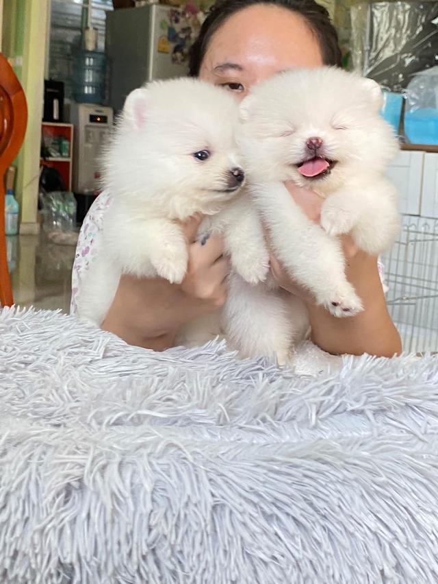 ลูกปอมแท้ มีหลายตัว เข้ามาดูมาเล่นน้องได้นะคะ