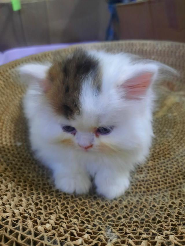 เด็กน้อย ผู้ชาย หุ่นหมี ขนฟู นุ่มๆ พกใบ SCFC 3