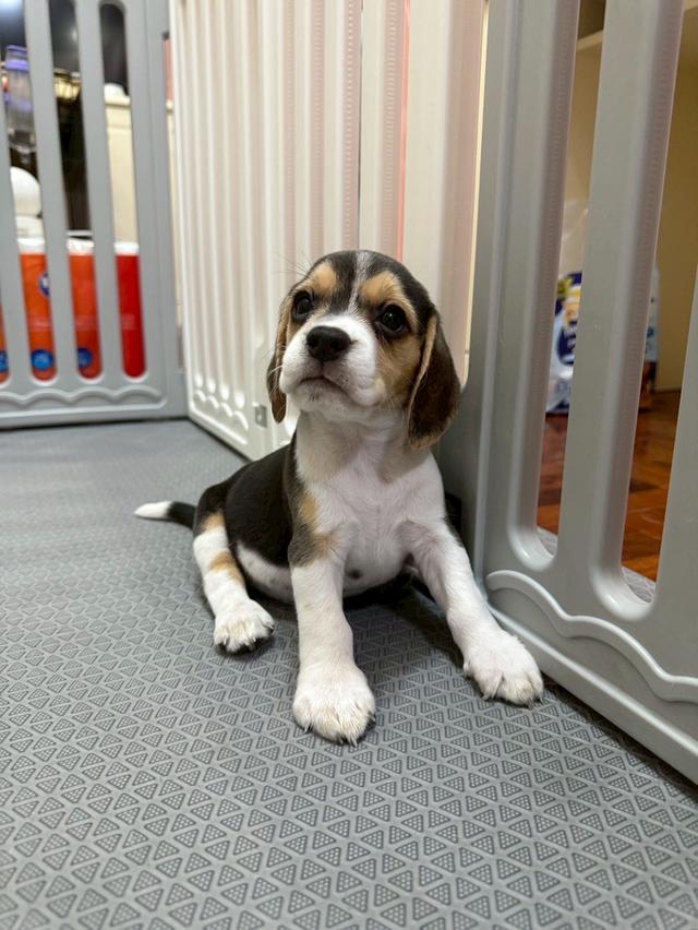 บีเกิ้ล (Beagle) 14