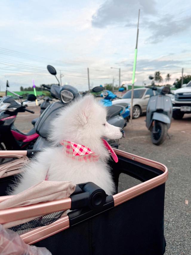 หาบ้านให้ลูกสาวซามอยด์ Samoyed