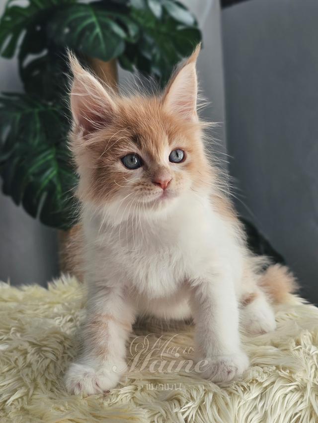 ลูกแมวเมนคูน สายพันธ์แท้ เพศเมีย