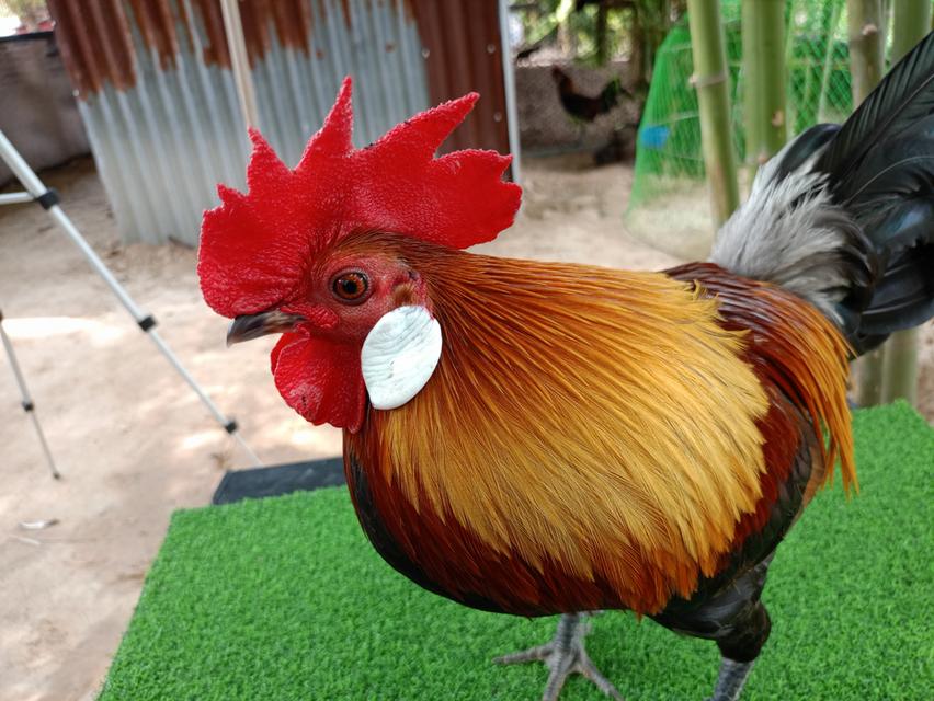รัฐชนาวีฟาร์ม อนุรักษ์ไก่ต่อไทย รูปที่ 2