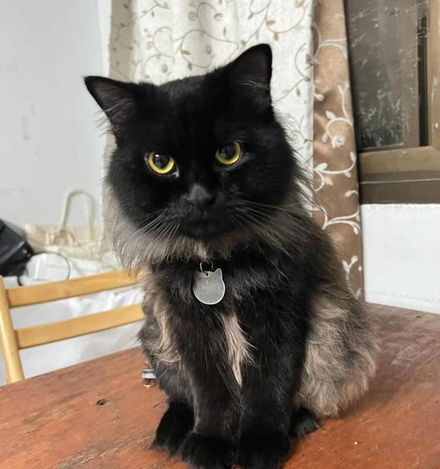 ขายแมวเปอร์เซียสีดำ หน้าดุดุ