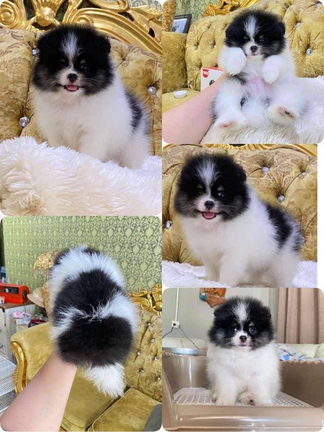 จำหน่ายลูกปอมเมอเรเนียนแท้ ส่งฟรี มีประกันสุขภาพ
