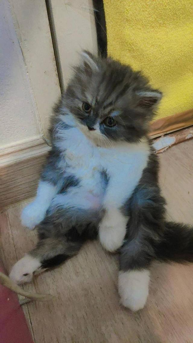 Persian cat เปอร์เซียแท้ 2