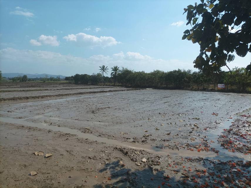 ขายที่ดิน 5ไร่3งาน ต.ป่าป้อง อ.ดอยสะเก็ด จ.เชียงใหม่ 5