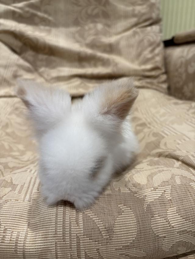 Teddy Bear Rabbit 13