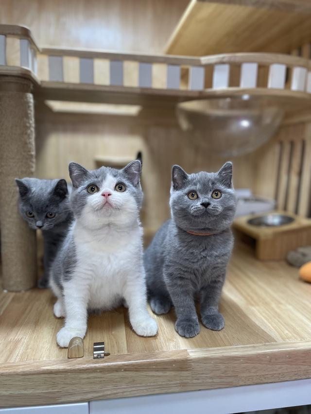 แมวมันช์กิ้นขายาว พร้อมย้าย 14