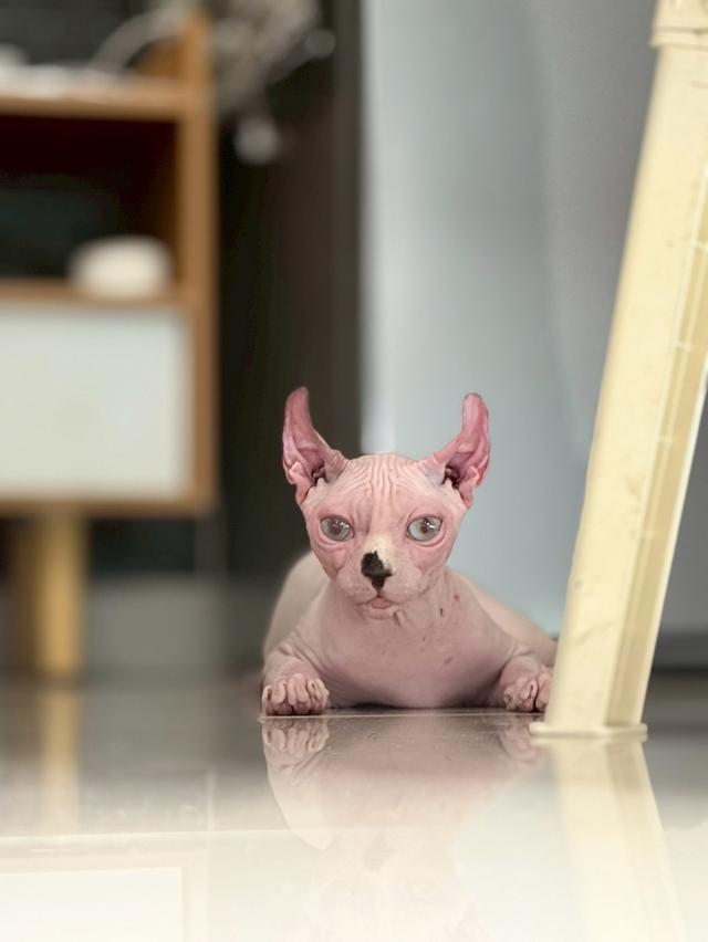 แมว สฟิงซ์ เพศเมีย Sphynx cat รูปที่ 6