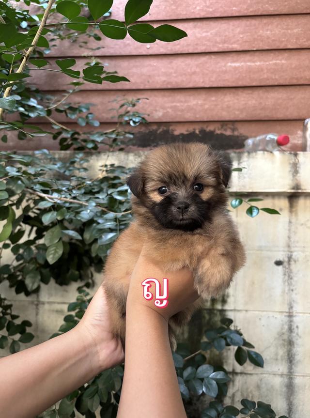 น้องปอมผสมชิสุ เด็กหญิง