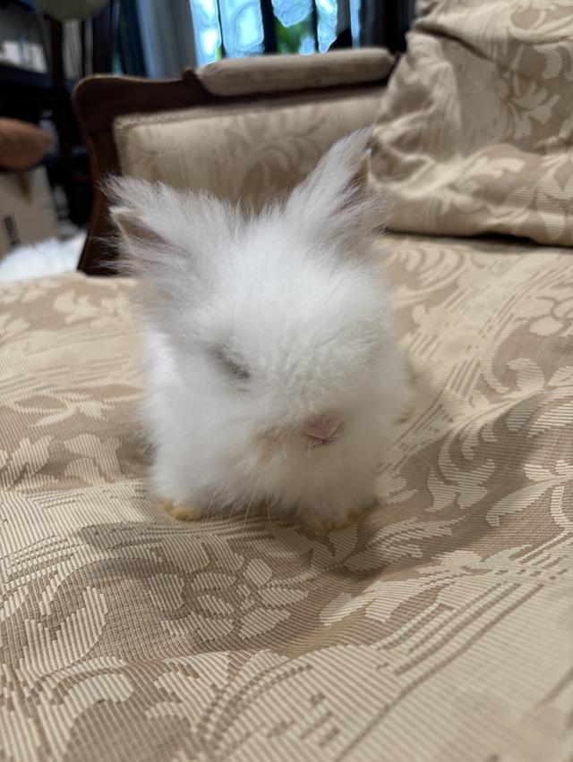 Teddy Bear Rabbit 6