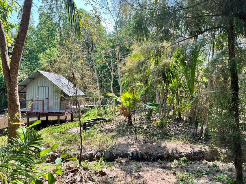 ขายที่ดินติดเขื่อนลำปาว กาฬสินธุ์ พื้นที่รวม 55 ไร่ เหมาะพัฒนารีสอร์ทหรือโครงการท่องเที่ยว 18