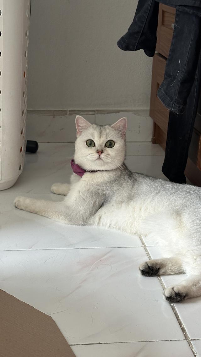 น้องแมวอเมริกัน ช็อตแฮร์ และบริติช ช็อตแฮร์ แท้ 💯 รูปที่ 14