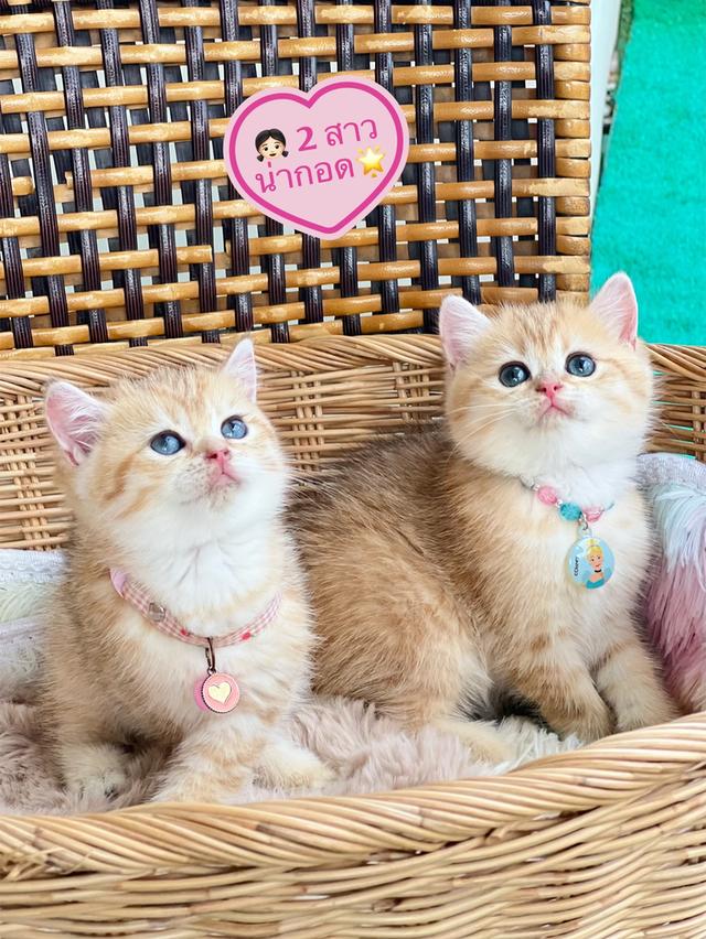 เด็กหญิงบริติช ช็อตแฮร์ 2 สาว