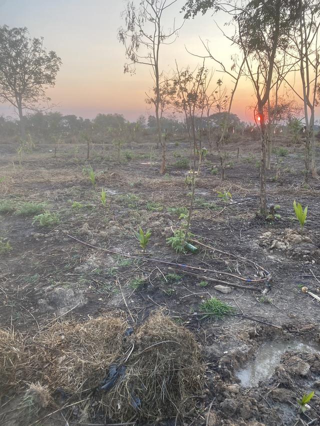 ขายที่ดิน 330 ตารางวา บ้านหม้อ ต.ห้วยทราย อ.สันกําแพง รูปที่ 8