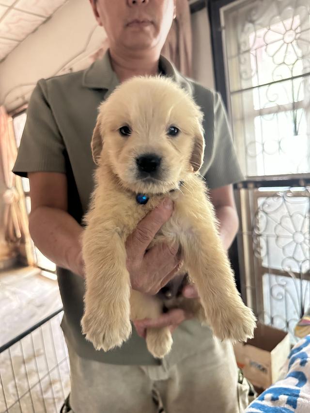 ลูกสุนัข Golden retriever แท้ 5