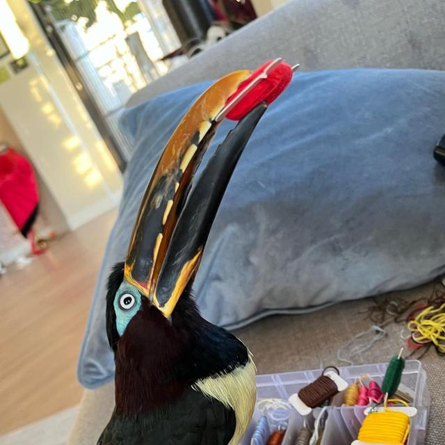 Chestnut-eared aracari 2