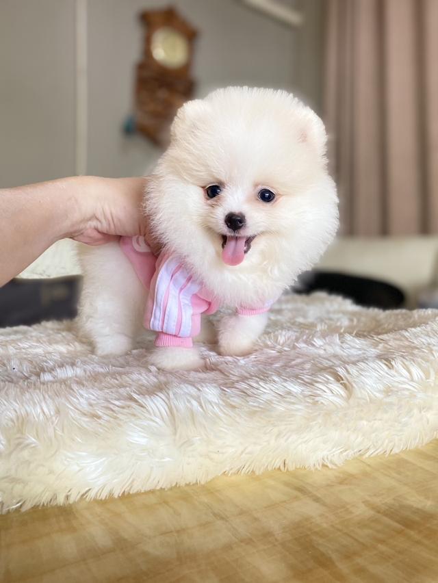 จำหน่ายลูกสุขันปอมเมอรเรเนียนแท้ ส่งฟรี มีประกันสุขภาพ 9