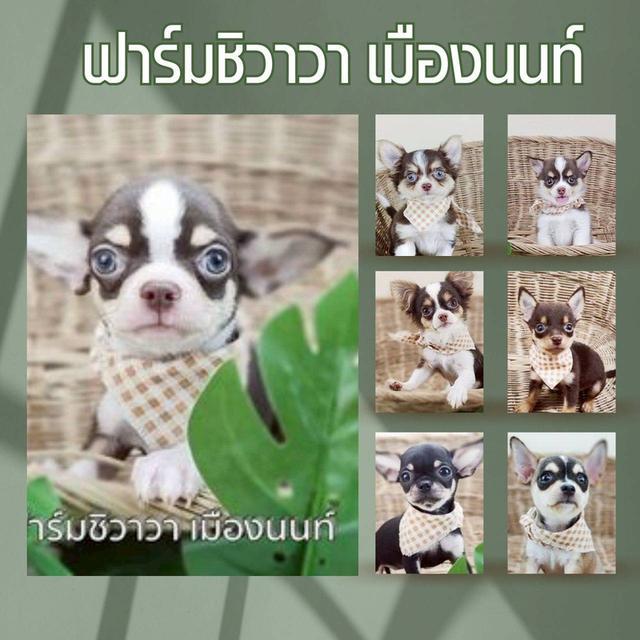 ฟาร์มชิวาวาเมืองนนท์