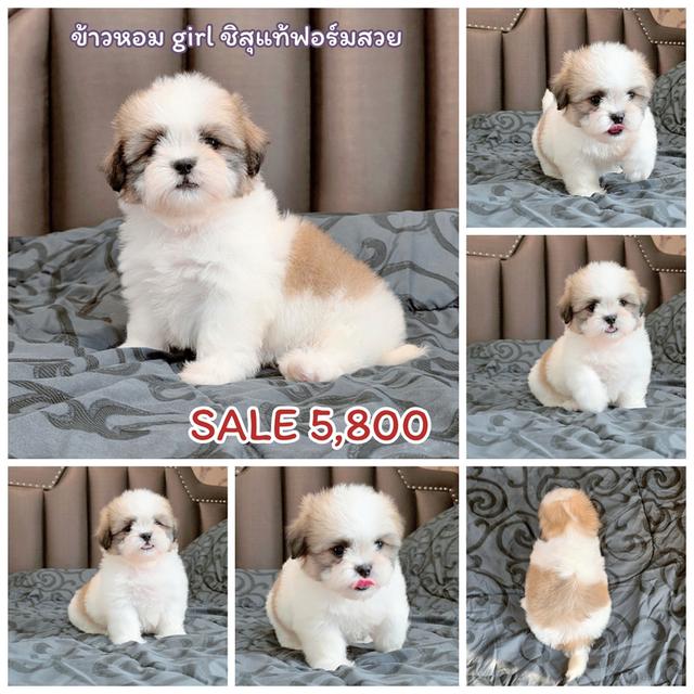 ชิสุแท้เกรดสวยพร้อมจุ๊บ รูปที่ 5