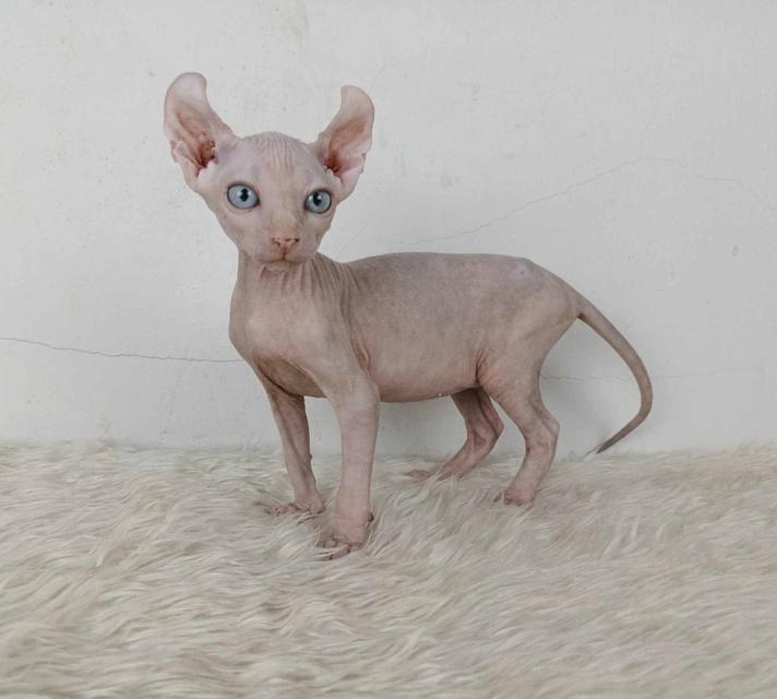 32.แมวเอลฟ์/เพศเมีย หาบ้าน Elf Cat/Female looking for a new home