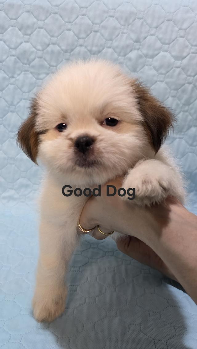 ลูกสุนัขชิสุแท้ (Good Dog) รูปย่อยที่ 2