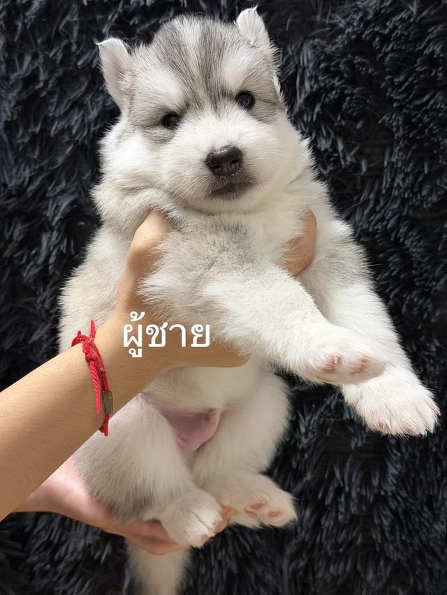 ลูกสุนัขพันธุ์ไซบีเรียนฮัสกี้