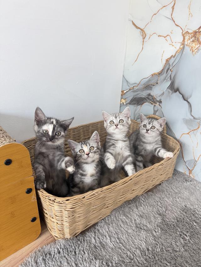 ลูกแมวพันธุ์สก๊อตติช