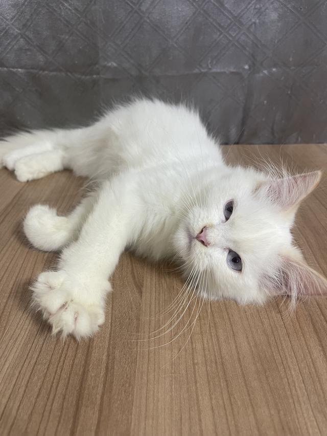 คนขายเลี้ยงเองครับ น้องแมวพันธุ์ อเมริกันเคิร์ลผสมหิมาลายัน เพศชาย ตาสีฟ้า พร้อมฉีดยา รูปย่อยที่ 4