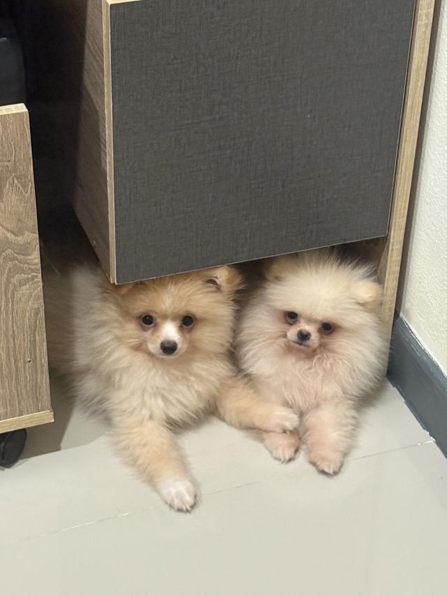น้องปอมๆ