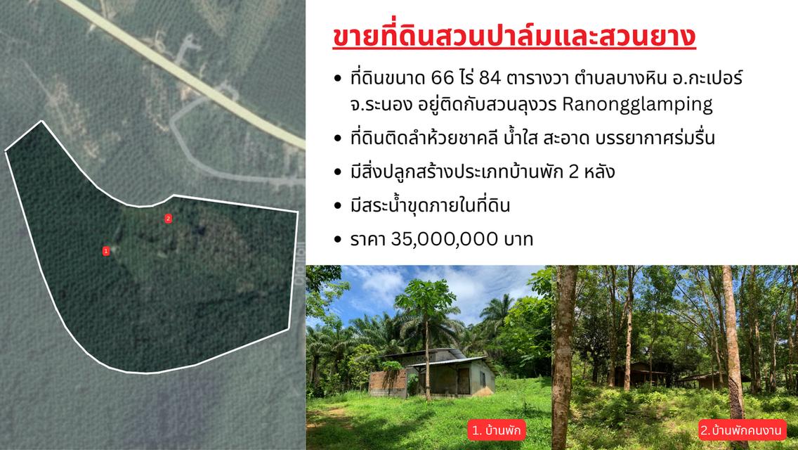ขายที่ดินผืนใหญ่พร้อมสวนยางพาราและสวนปาล์ม มีลำห้วยโอมล้อม ต.บางหิน อ.กะเปอร์ จ.ระนอง 1