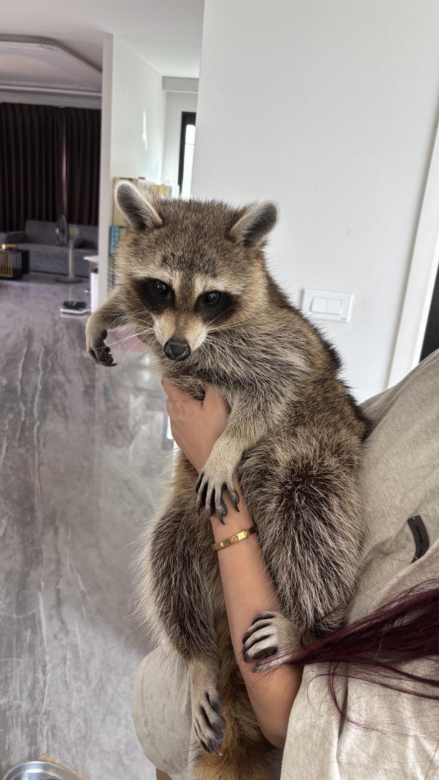 แรคคูน ตัวผู้ อายุ1ปี ฉีดวัคซีนครบแล้ว