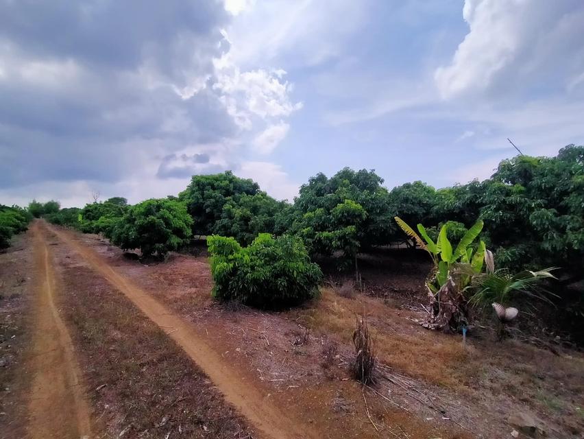 ขายที่ดินผืนสวย ๆ เอกสารสิทธิ์โฉนด ต.ทับช้าง อ.สอยดาว จ.จันทบุรี 8