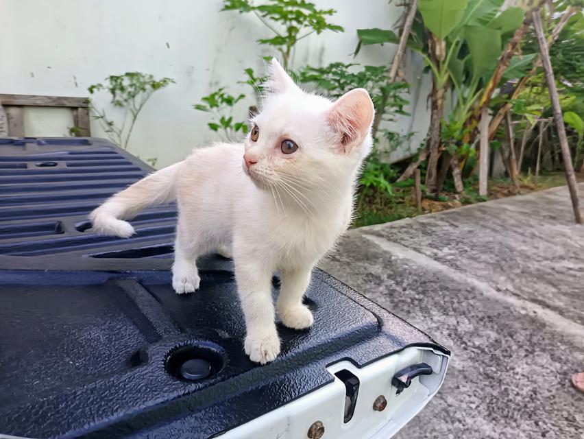 แมวเปอร์เซีย​ผสมอเมริกัน​ช็อตแฮร์​
