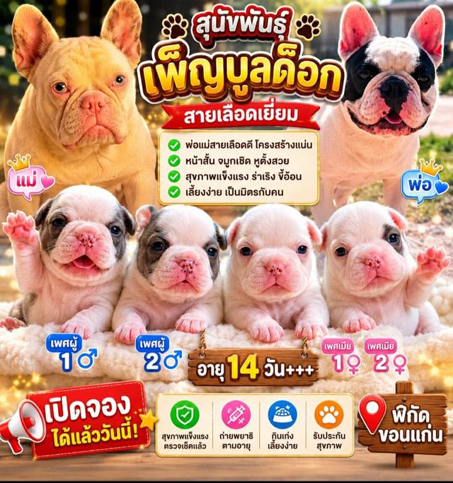 ลูกสุนัขพันธุ์ french bulldog แท้