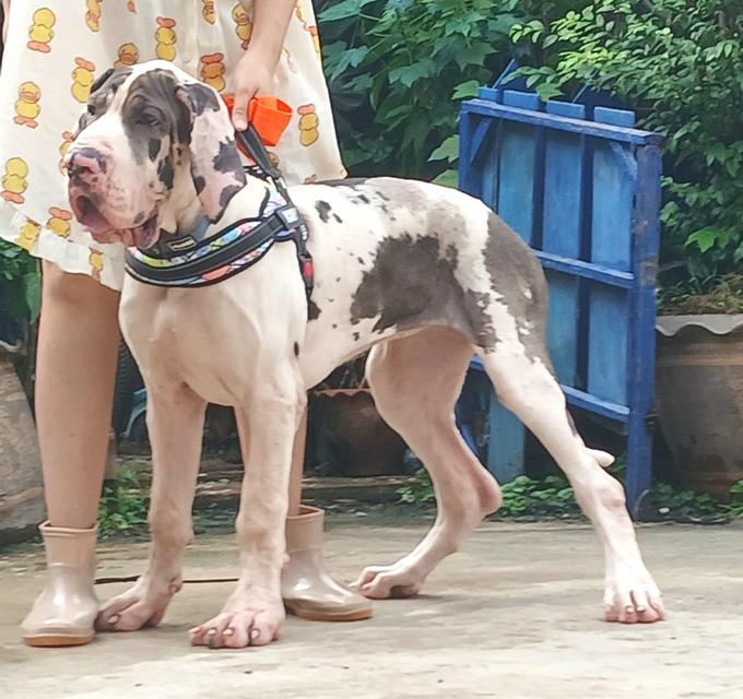 สุนัข เกรทเดน Great dane  4