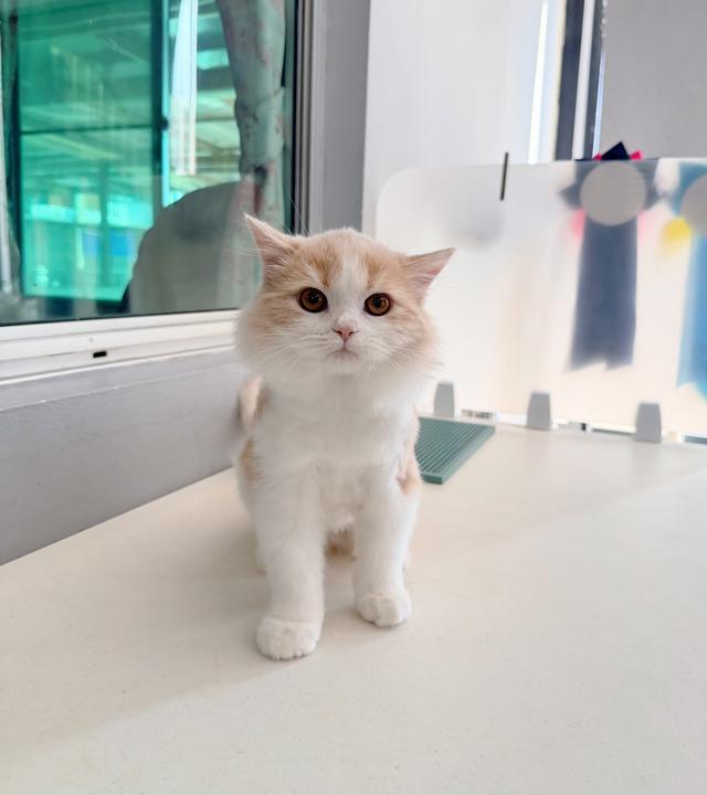 แมวสก็อตติชโฟลด์ พร้อมย้าย วัคซีนครบหมด 5 เข็ม รูปที่ 3