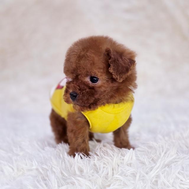 พุดเดิ้ลทอยสายพันธุ์แท้