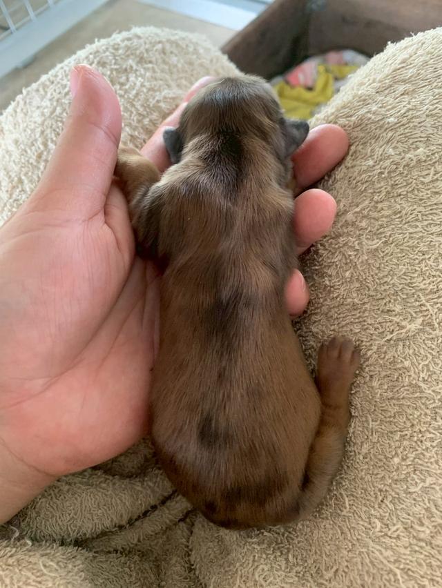 ดัชชุน ไซส์มินิ เปิดจอง