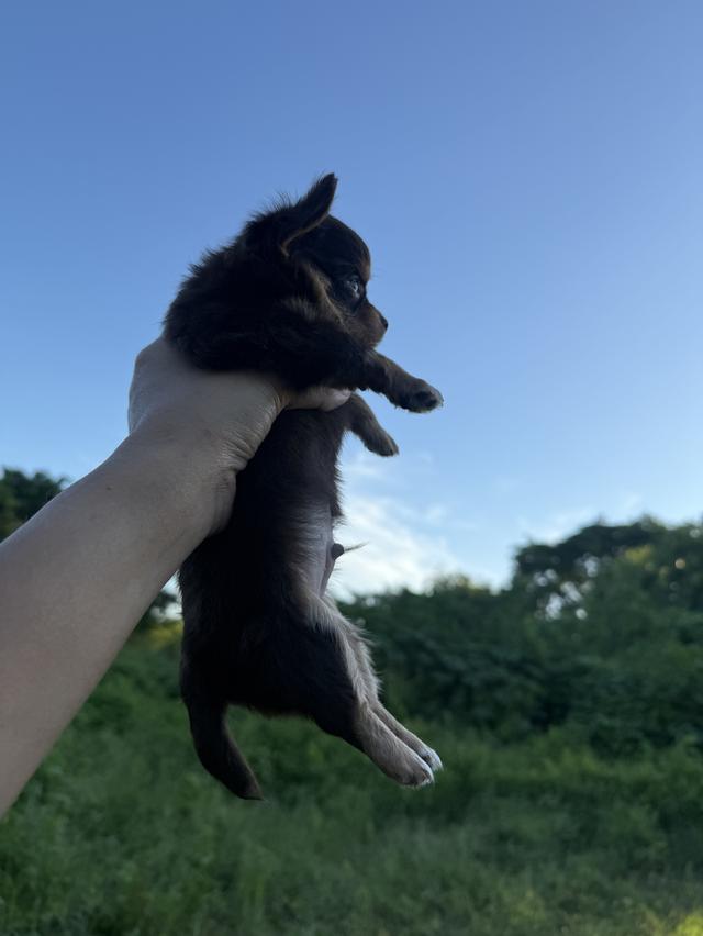 ชิวาวาจิ๋ว 4