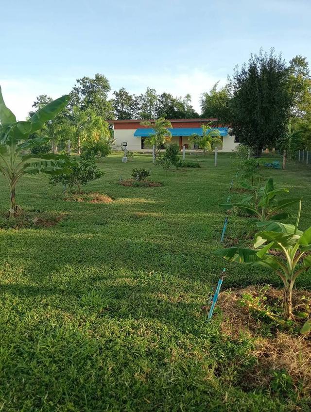 ขายบ้านพร้อมที่ดินโฉนดครุฑแดง จ.ตาก เนื้อที่4ไร่ บ้านหลังใหญ่ 1หลังพร้อมบ้านน้อยเก็บของ 1หลัง 2