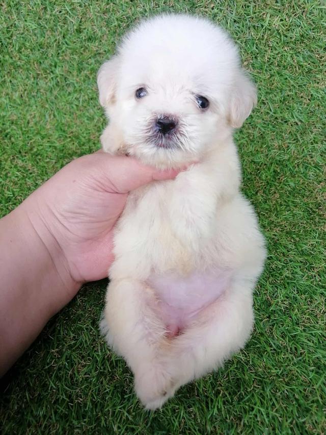 ดญ.กะทิ 3500  8