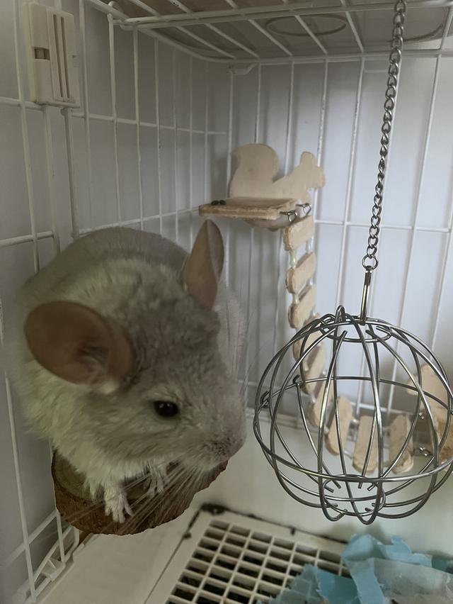 ชินชิล่า blue diamond มีใบ หาบ้านค่ะ 1