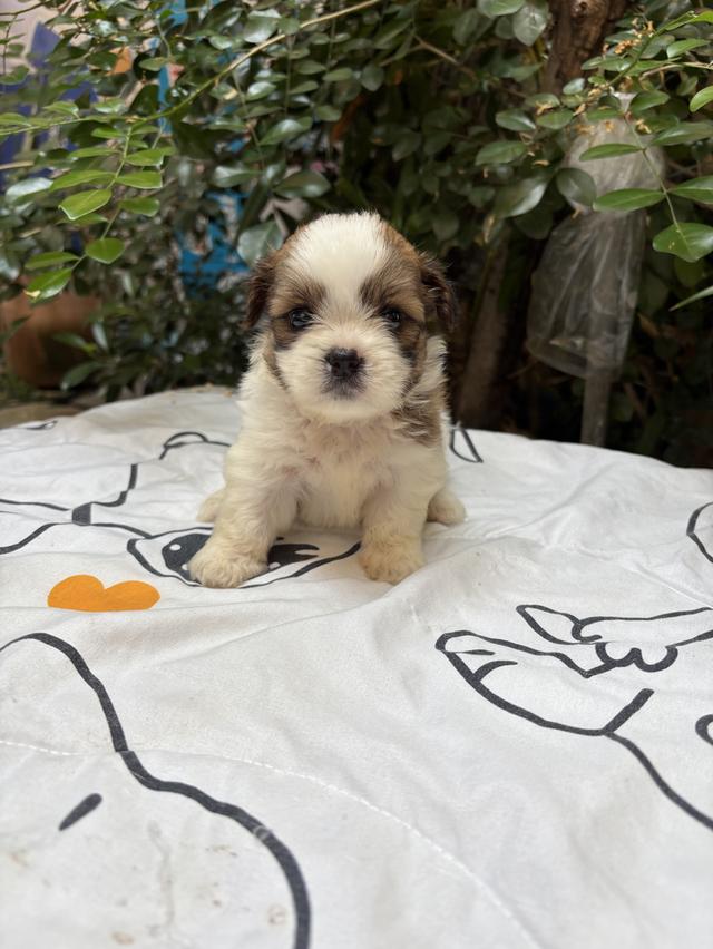 น้องชิสุ เด็กชาย น่ารัก รูปที่ 2