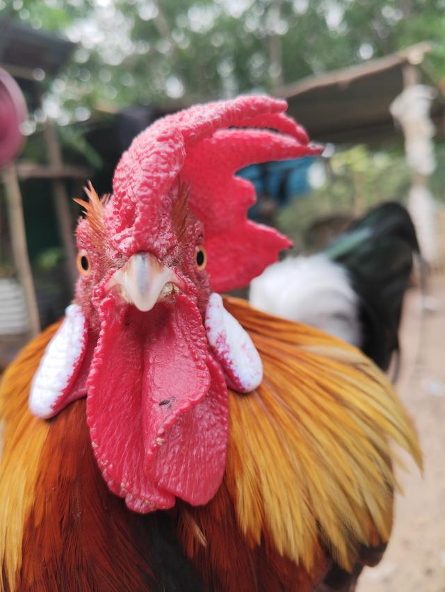 แบ่งไก่ต่อ หูขาว เต็มใบ รูปที่ 5