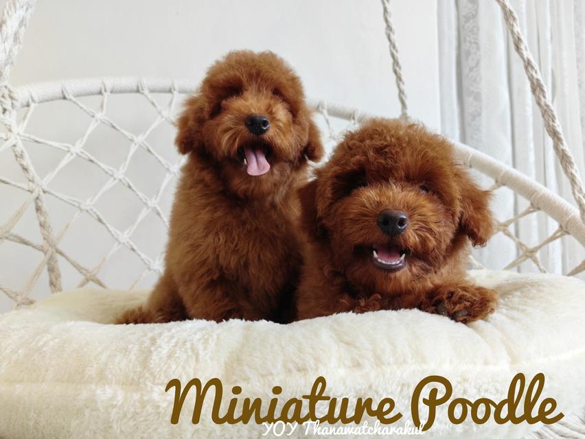 ขายลูกสุนัข Miniature Poodle